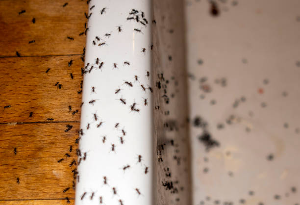 Best Pest Control Treatment  in Wooster, OH